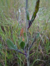 Brassica nigra Leaf